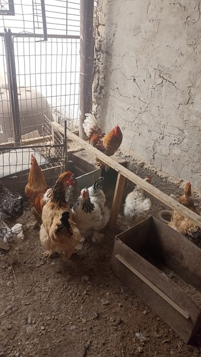 Тауыктар сатылады