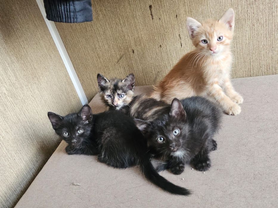 Отдам котят в хорошие руки