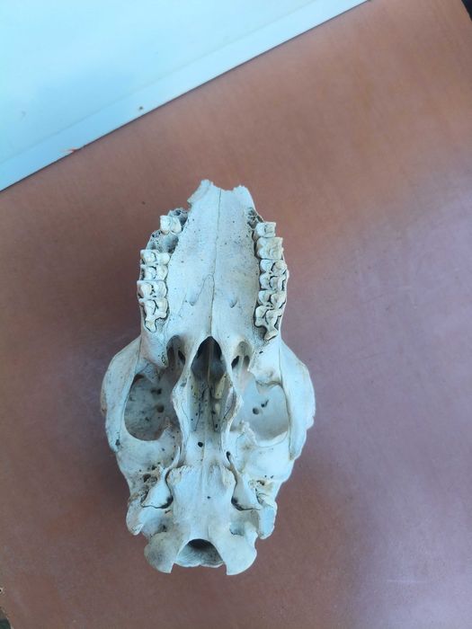 Череп, черепи за декорация