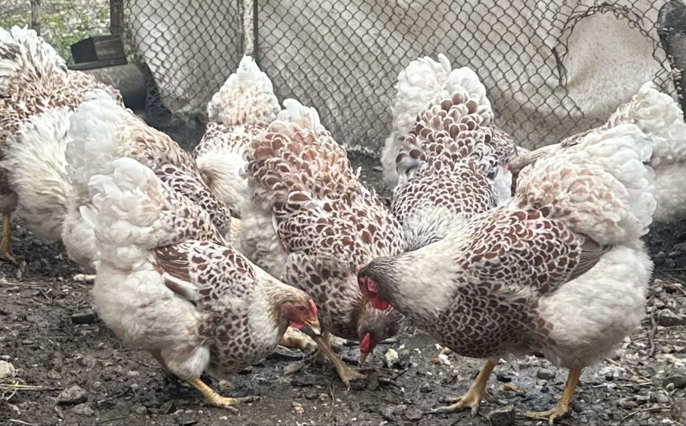 Vand oua wyandote splash