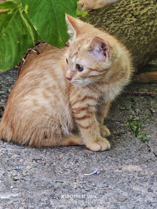 Много котят в хорошие руки.