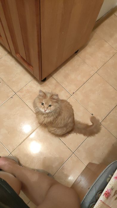 Отдам в добрые руки