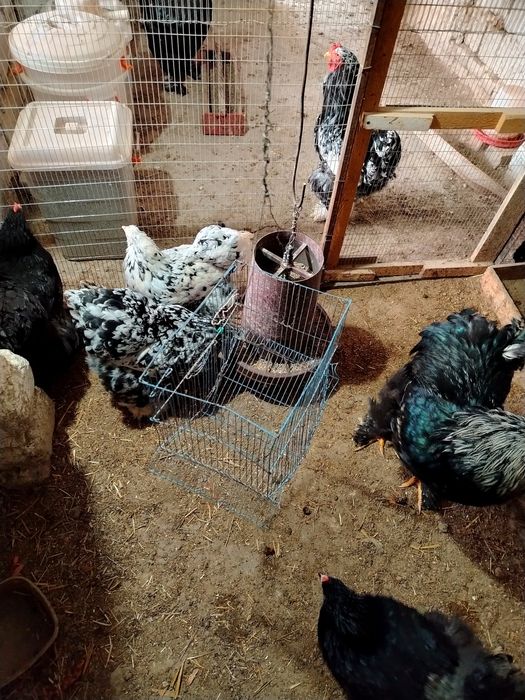 Гигант Брама тухумлари.