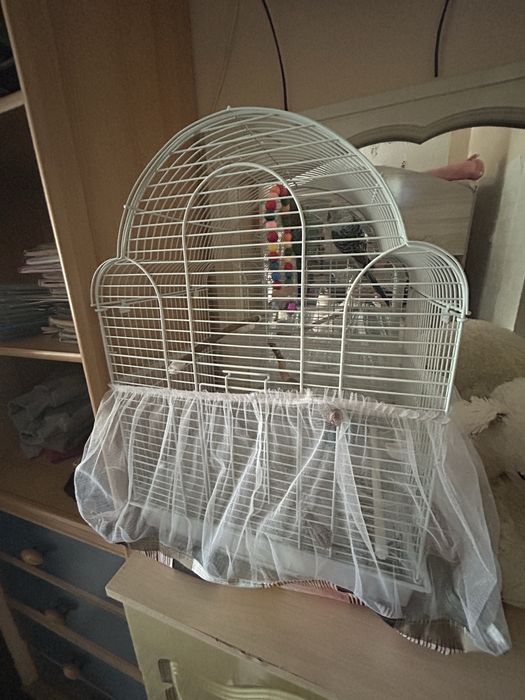 Волнистые попугаи