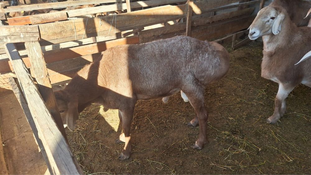 Кошкары продаются