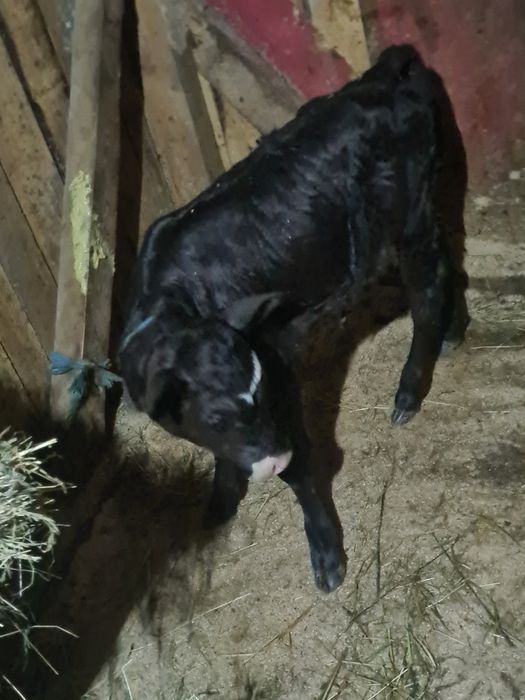 Vitica angus 2 saptamhni suge la biberon și un tauras belgian