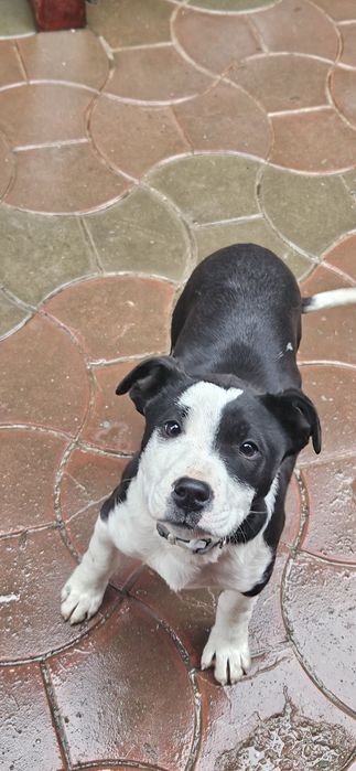 Donez catelusa metis