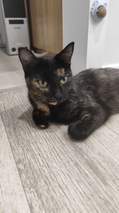 Котик в хорошие руки