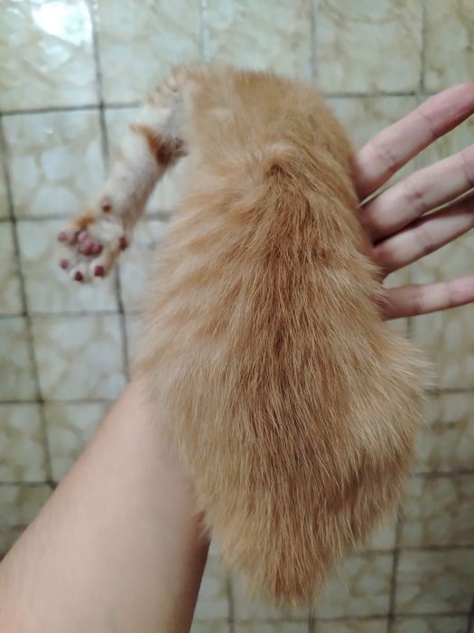 Отдам рыжего котёнка