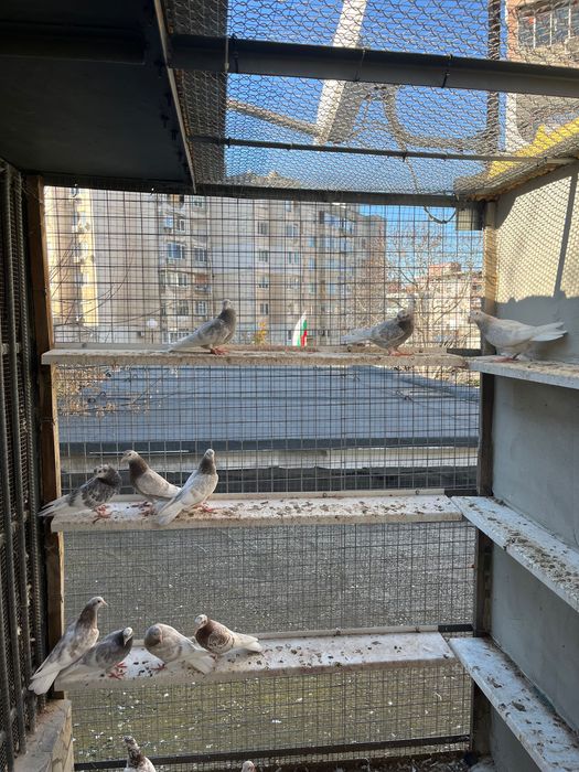 Пазарджишки високолетци