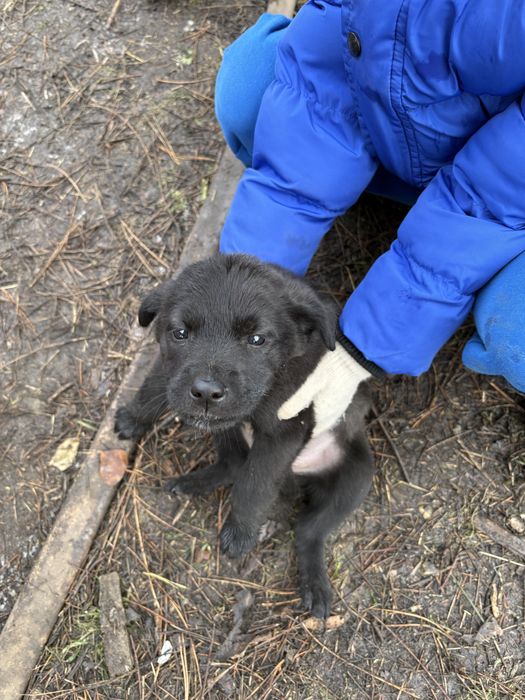 Подарявам кученца