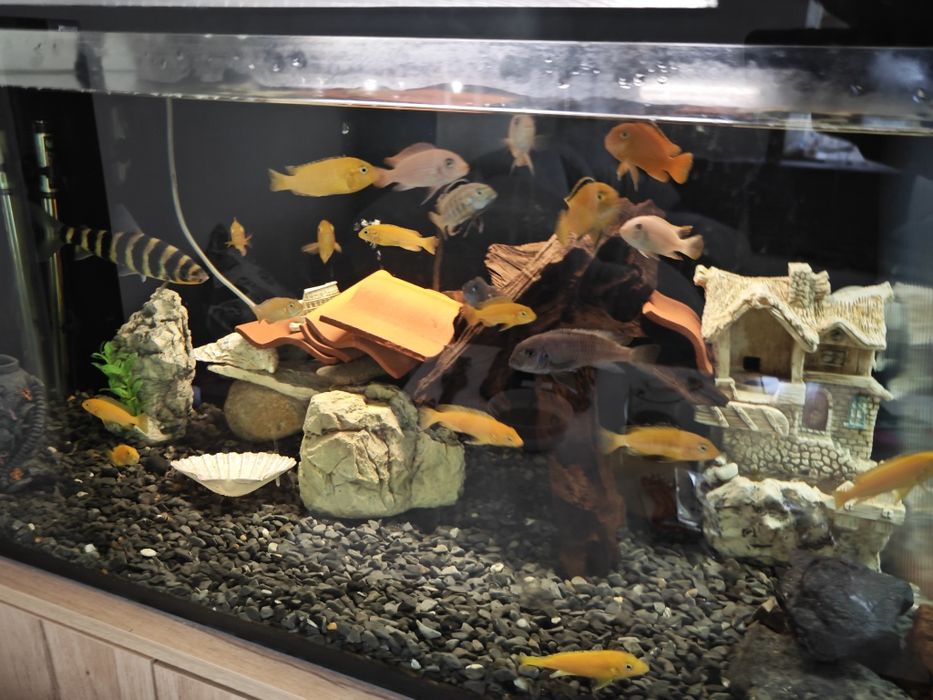 Африкански цихлиди