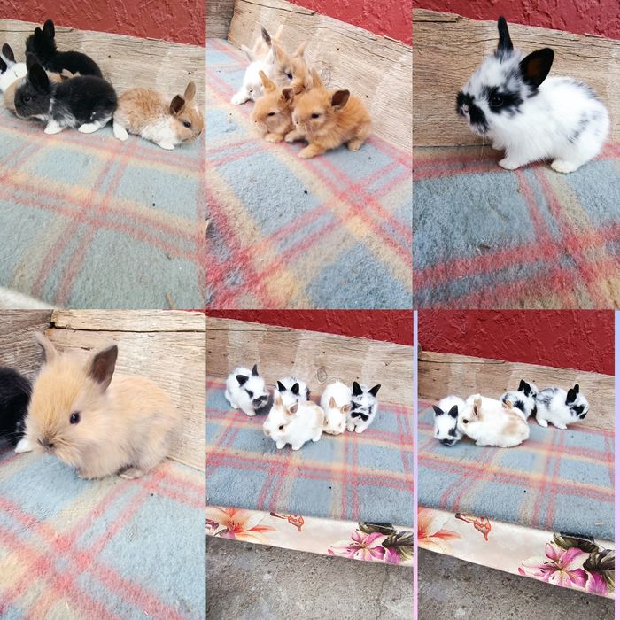 Iepuri mini cap de leu pitic