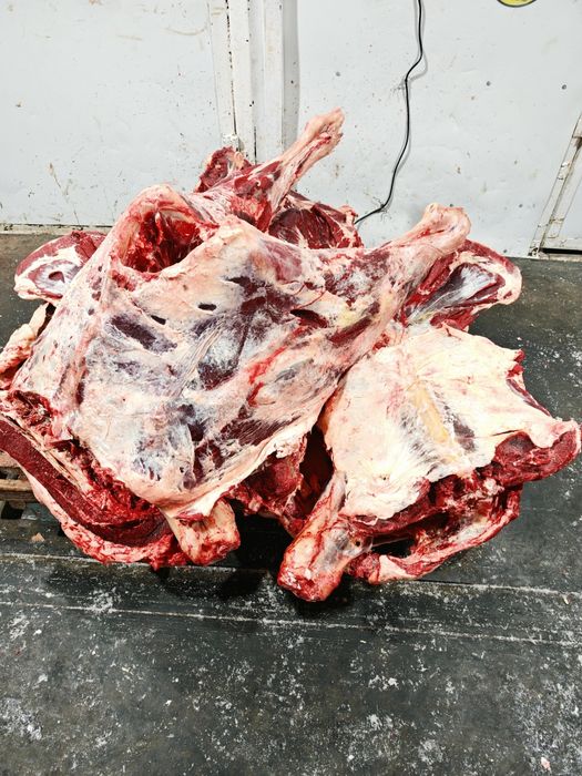 Мясо говядины конины