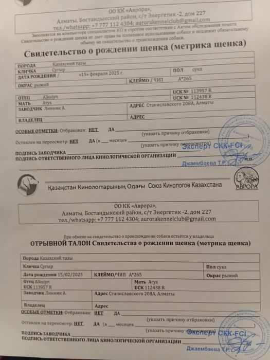 Продается Чистокровная Тазы