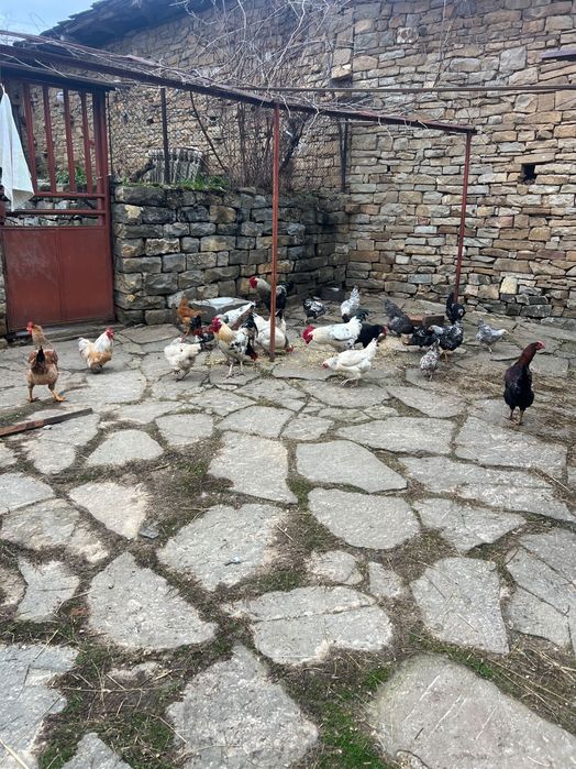 Петли Домашни на свободно гледане