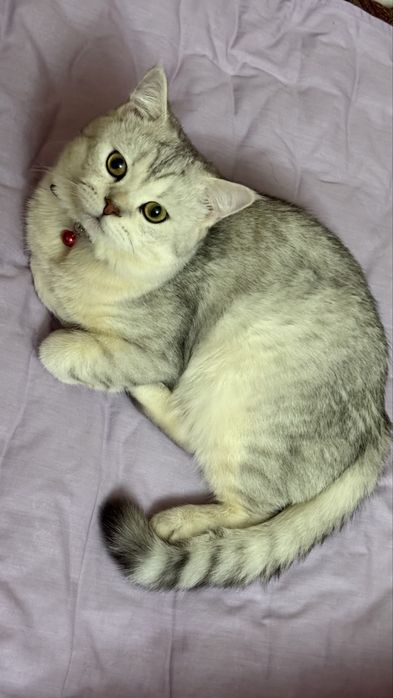 Приглашаем кошек на вязку