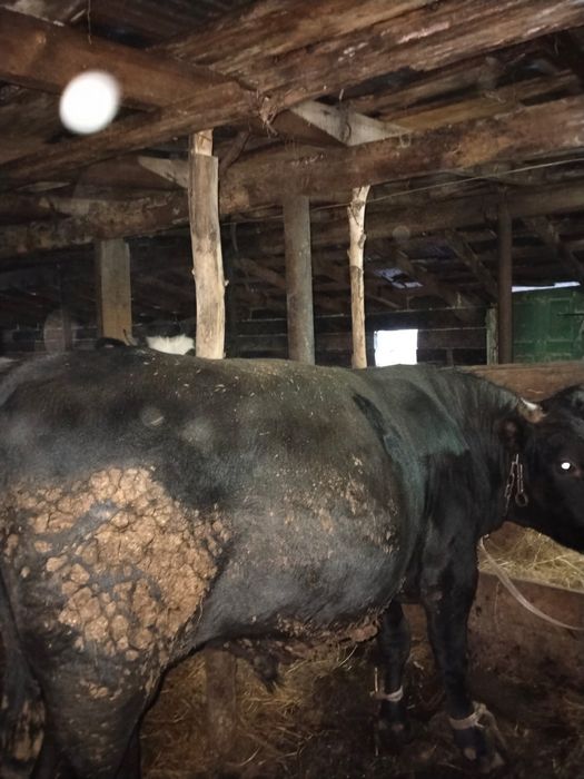 Бычки стоит на откорме