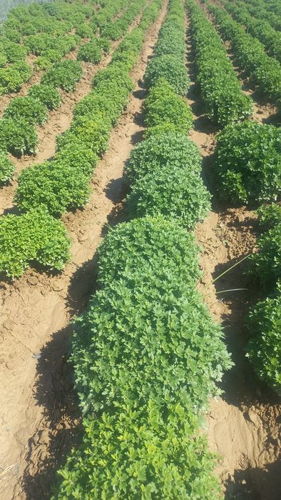 Хризантема     .