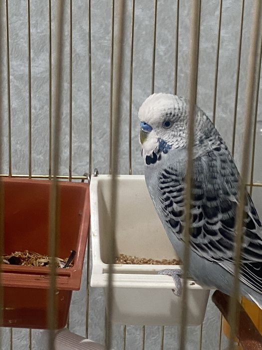 Продам попугайов