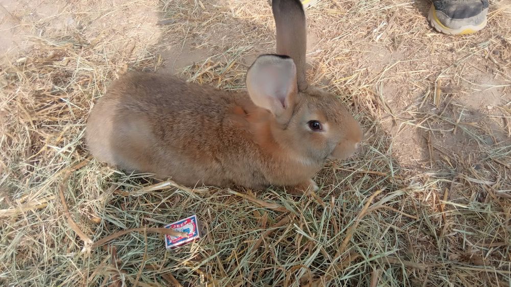Продаю кроликов.