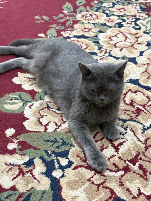 Scotish Strayt 3 yosh qiz