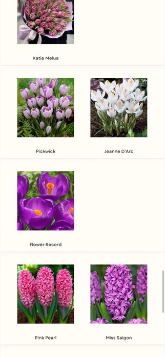 Тюльпаны оптом и в розницу!