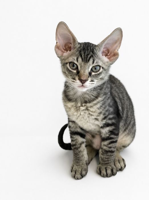 Котенок мальчик сфинкс 1,5 мес