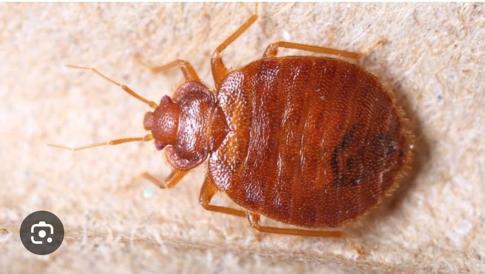 Клапа таракан пашша дори klapa tarakan passha dori