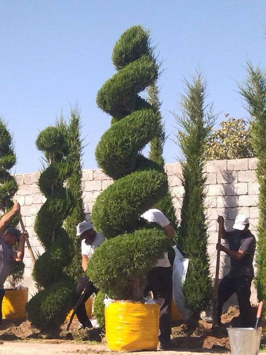 Арча ва дикратив дарахтлар