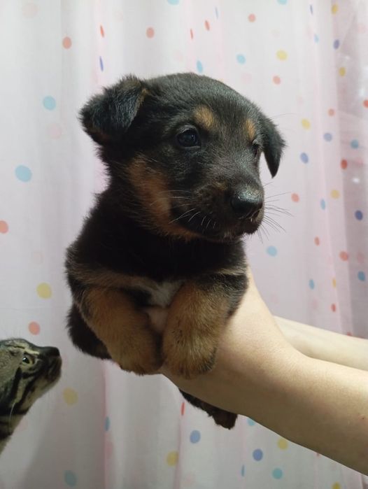 Продам щенков немецкой овчарки