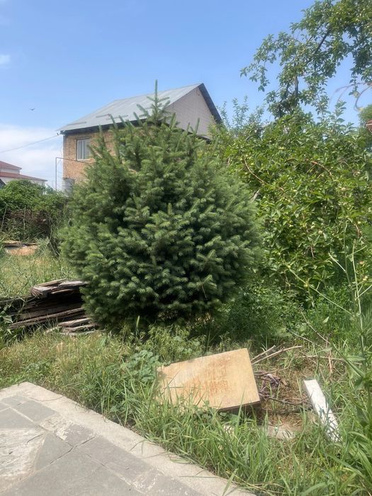 Елки живые для ландшафта