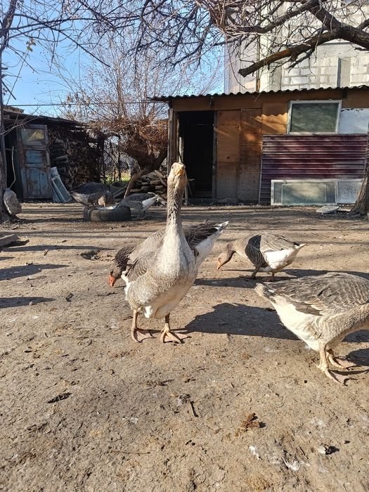 Продам    гусат.