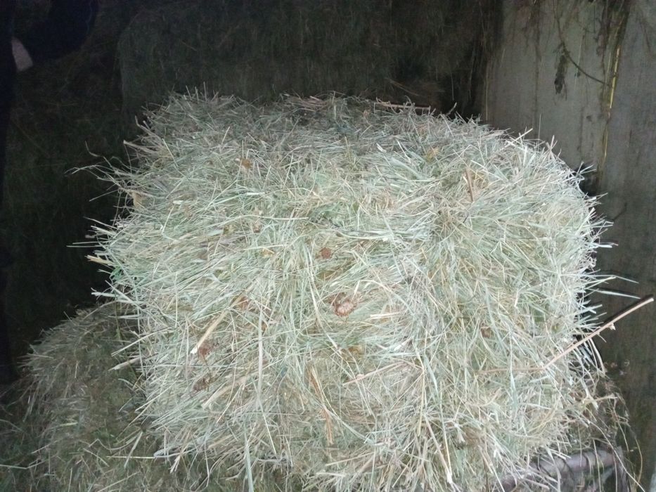 Baloți lucernă și otavă