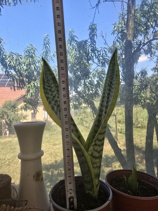 Limba soacrei planta de interior