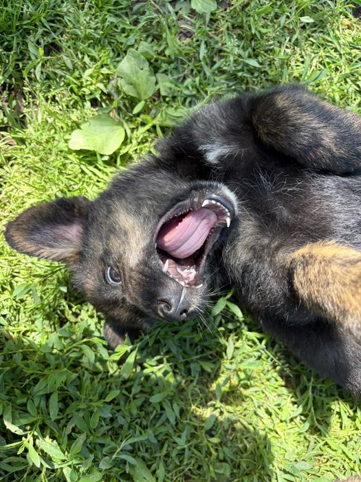 Dau căței spre adopție în județul Iași