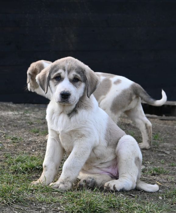 Ciobănesc de Asia Centrală