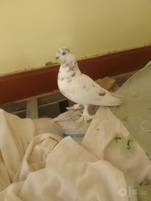 Kabutar sotiladi yana kelishamiz