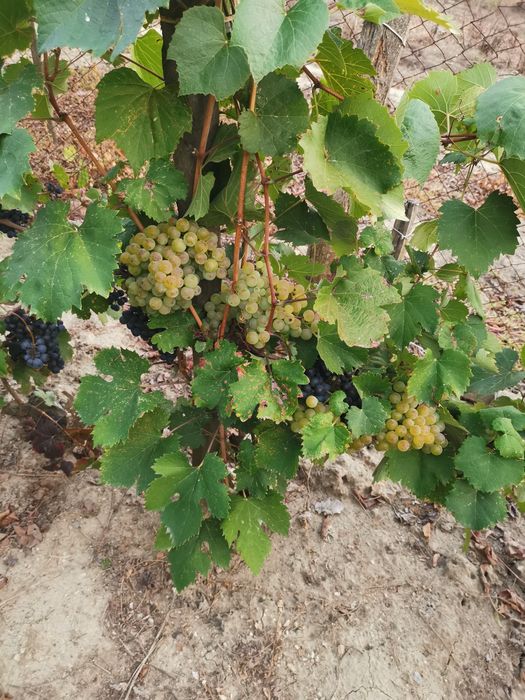 Struguri de vin și must