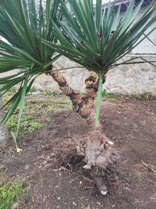 Палма юка външна студоустойчива