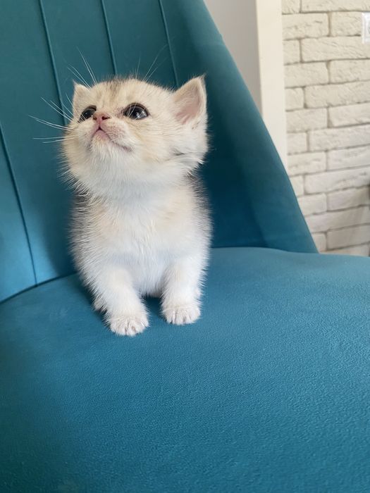 Золотая шиншилла