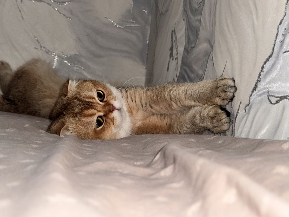 Vyazka uchun kuyovbola Zolotaya shinshilla ny12