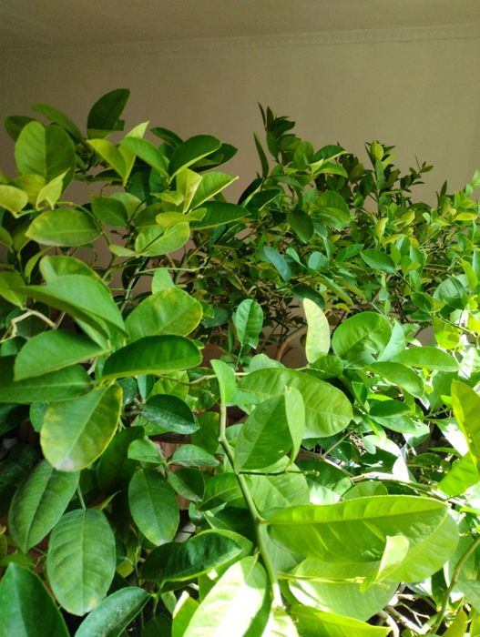 Плодоносящий лимон