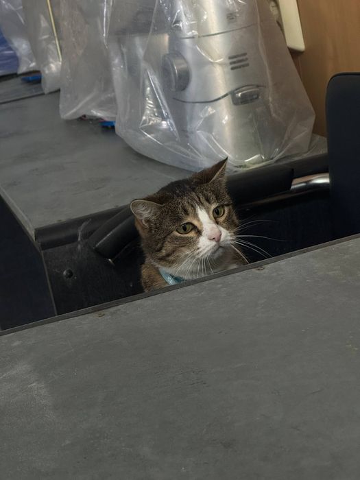 лабораторная кошка