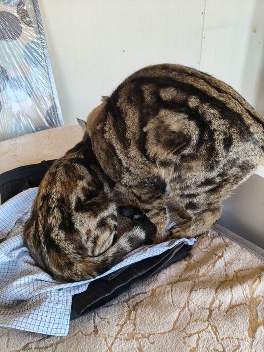 Котята породистые