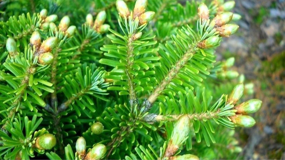 Ulei Esential de Brad Alb 10ml