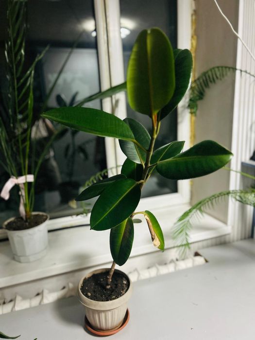 Комнатные растения