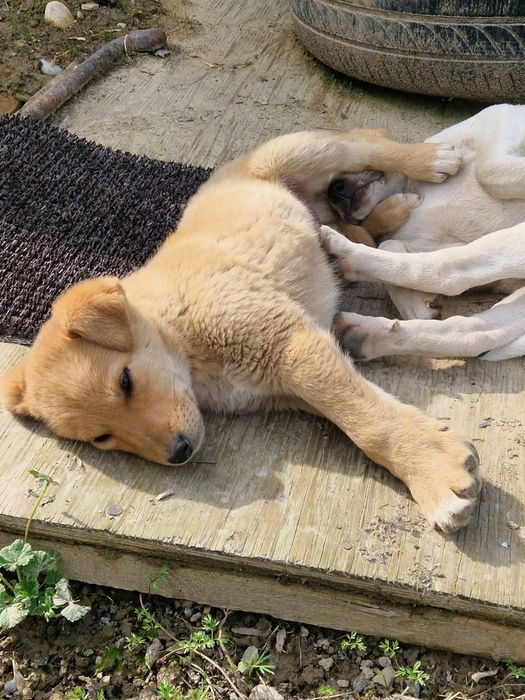 Щенок. Дворняшка