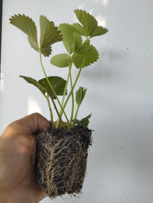 Разсад ягоди , малини и къпини