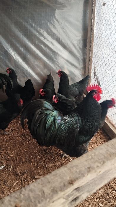 Австралорп черный